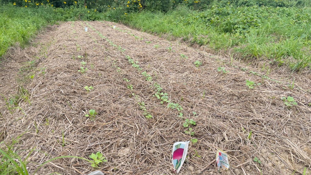 草マルチを敷いた畝から顔を出す大根の新芽。足元の土を1ミリ耕すことからすべてが始まる
